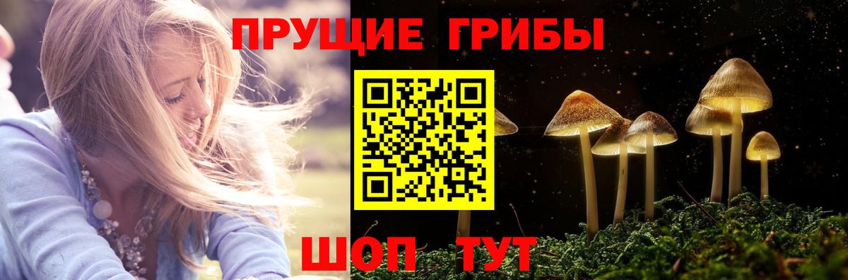 Псилоцибиновые грибы Psilocybe  Вход с VPN  Назарово 